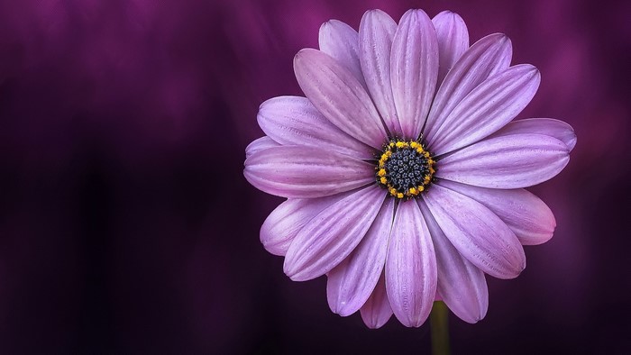 Purple Osteospermum Flower