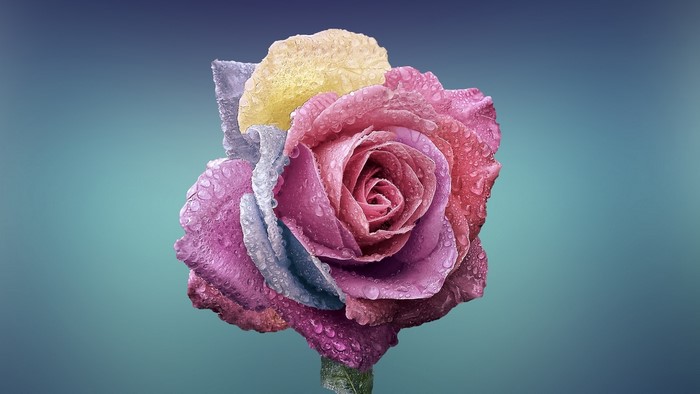 Multi-colored rose with water droplets