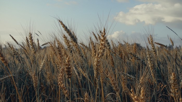 Field of wheat under a cloudy sky