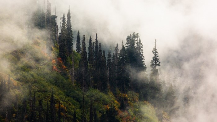 Misty forest on a mountainside with evergreen trees