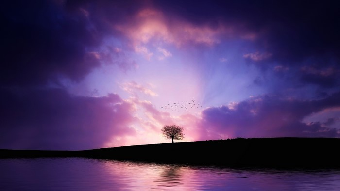 Silhouette of a tree and birds at sunset over water