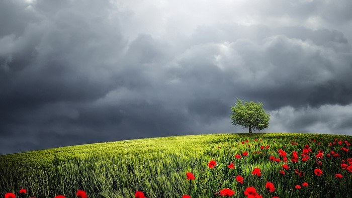 Stormy sky over a field of poppies and a lone tree