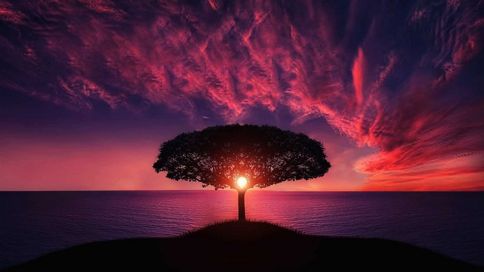 Silhouette of a tree against a dramatic sunset over the ocean