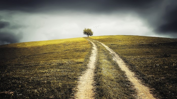 A lone tree on a grassy hill with a dirt path