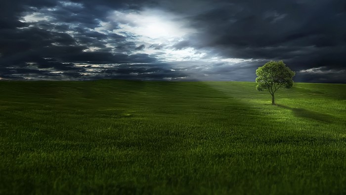 Tree in a field under stormy sky