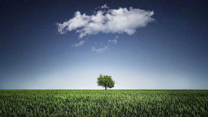 Lone tree in a field under a starry sky