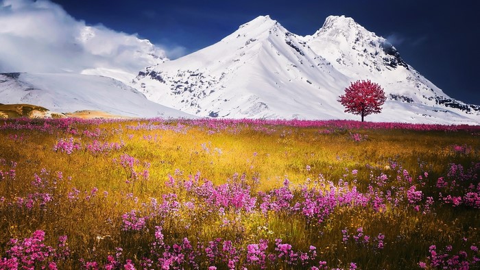 Snowy mountains and a field of pink flowers