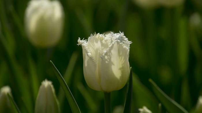 White Fringed Tulips in a Field
