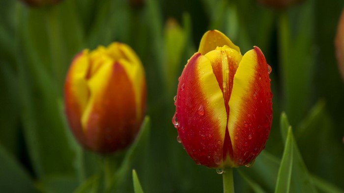 Two red and yellow tulips with water droplets