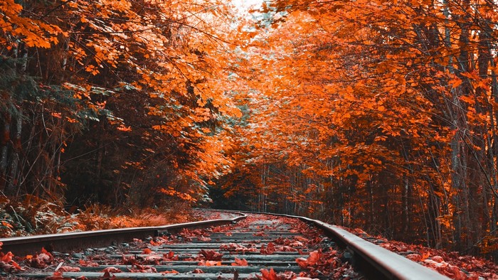 Autumn railroad tracks lined with orange trees