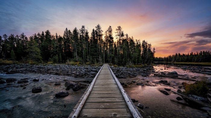 Wooden boardwalk through forest by river at sunset