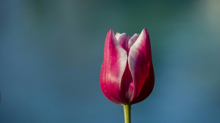Pink and white tulip flower