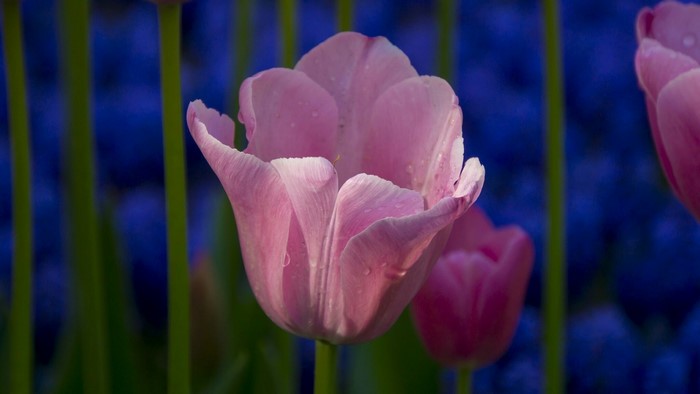 Pink Tulips with Blue Flowers
