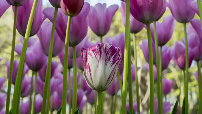 Purple and white tulips in a field