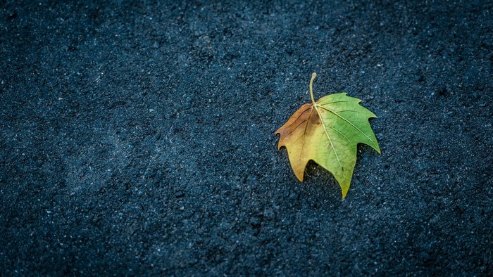 A single leaf on dark asphalt