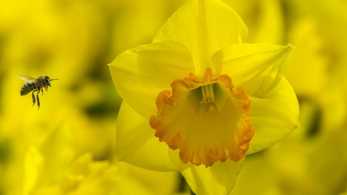 Bee flying near a yellow daffodil flower