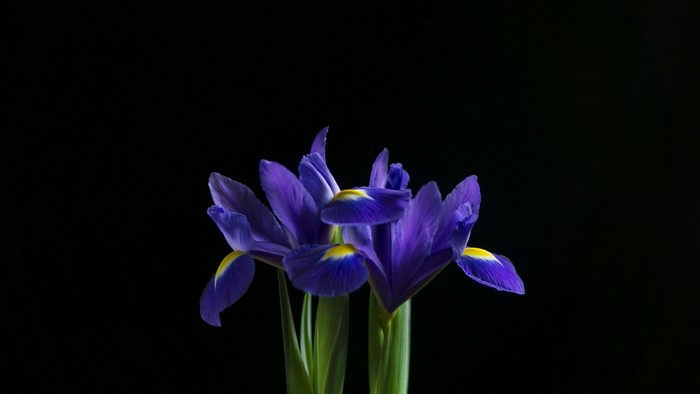 Purple Irises with Yellow Accents on Black Background