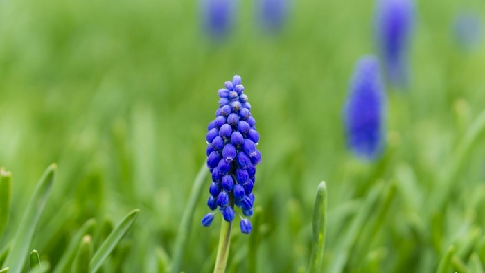 Blue Muscari flower in green field