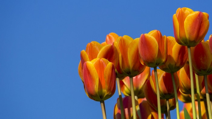 Orange and yellow tulips against a blue sky