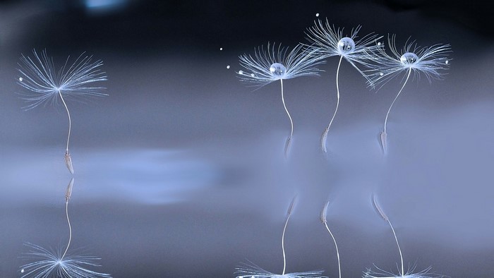 Macro view of dandelion seeds with water droplets