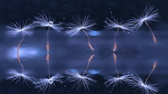 Dandelion seeds with water droplets on dark blue background
