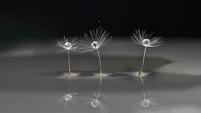 Dandelion seeds with water droplets on dark background