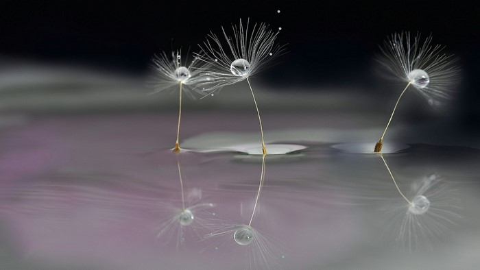 Dandelion seeds with water droplets on water