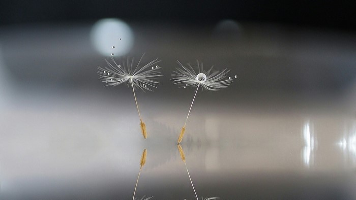 Dandelion seeds with water droplets on reflective surface
