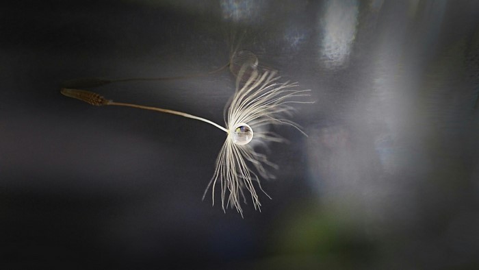 Macro shot of a dandelion seed with a water droplet