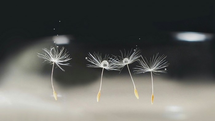 Dandelion seeds with water droplets macro
