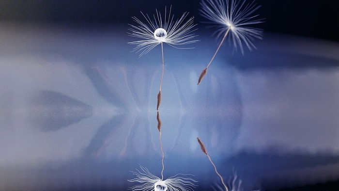 Dandelion seed with water droplet and reflection
