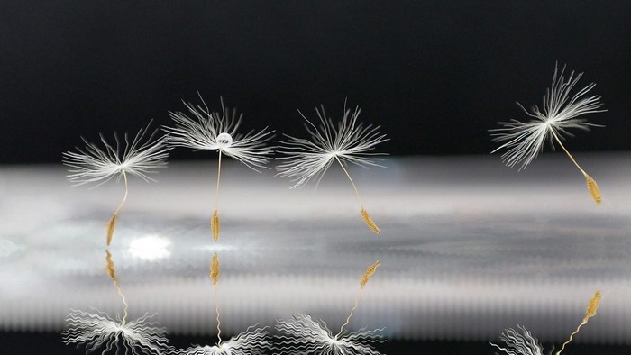 Dandelion seeds with water droplet and reflections