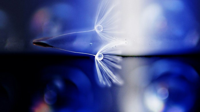 Macro shot of dandelion seeds with water droplets