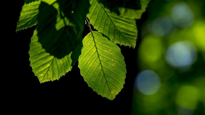 Sunlit Green Leaves on Black Background
