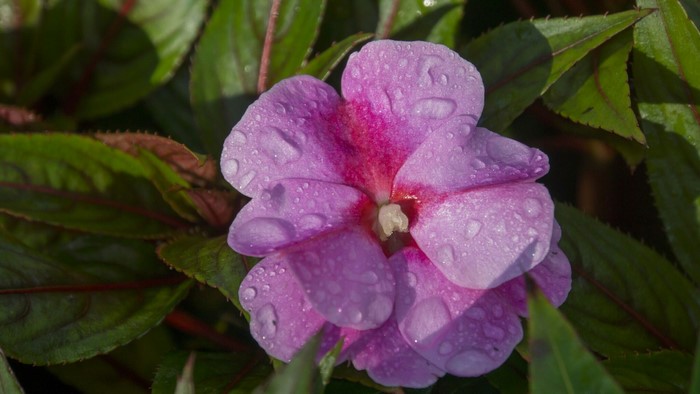Pink Impatiens flower with water droplets