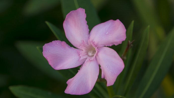Pink Oleander Flower with Dew Drops
