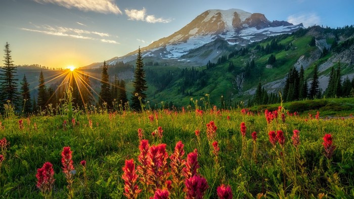 Sunrise over a mountain meadow with wildflowers