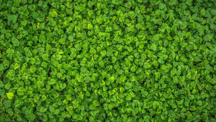 Green Leaves