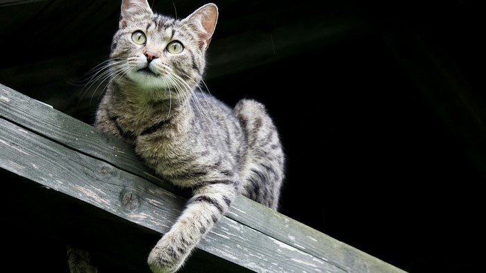 Tabby cat resting on a wooden beam