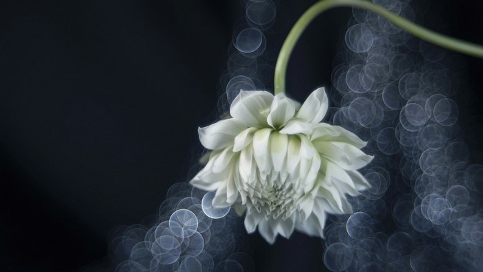 White Dahlia flower with bokeh background
