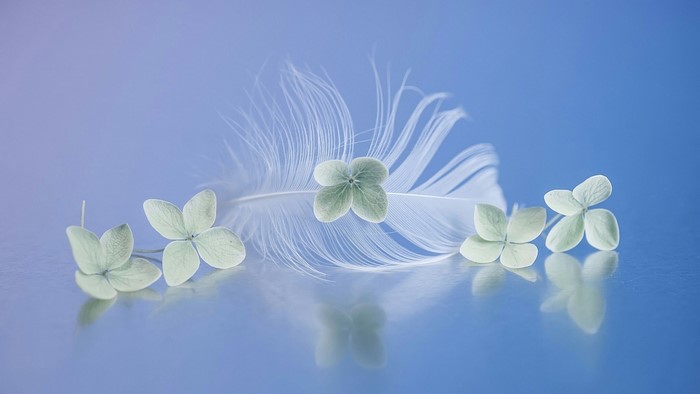 Feather and small flowers on blue background