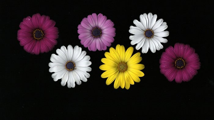 Osteospermum flowers on black background