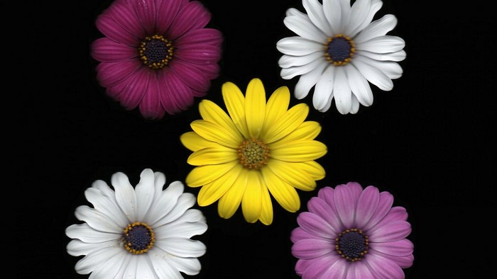 Osteospermum flowers on black background