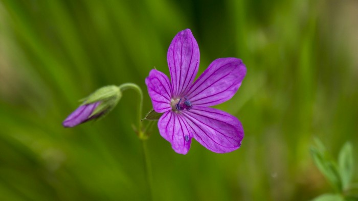 Purple flower with bud on green background