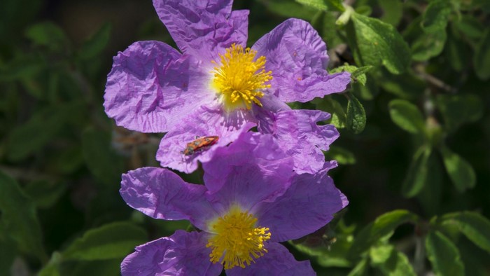 Purple flowers with yellow centers and a small insect