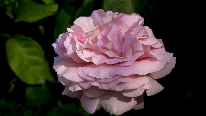 Pink rose flower with green leaves