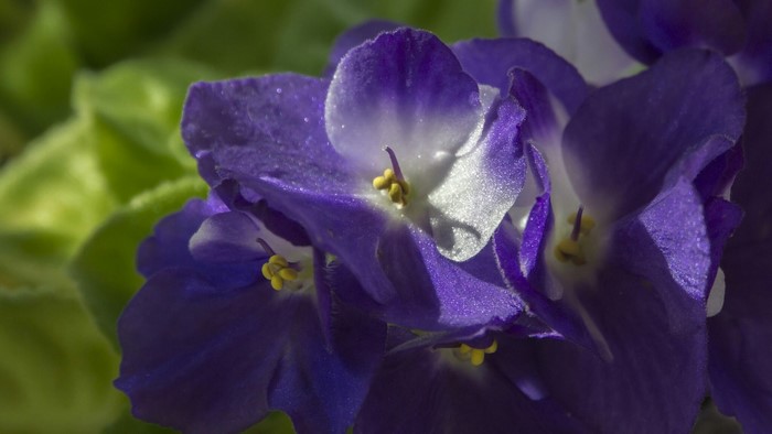 Close-up of African Violet flowers