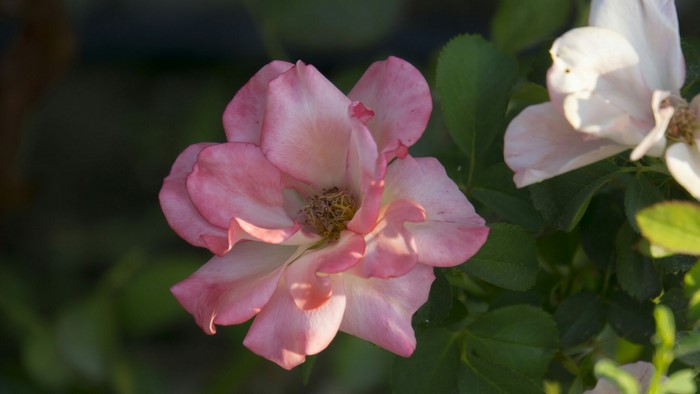 Pink rose hip flower with green leaves