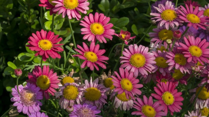 Pink and yellow daisies in a garden