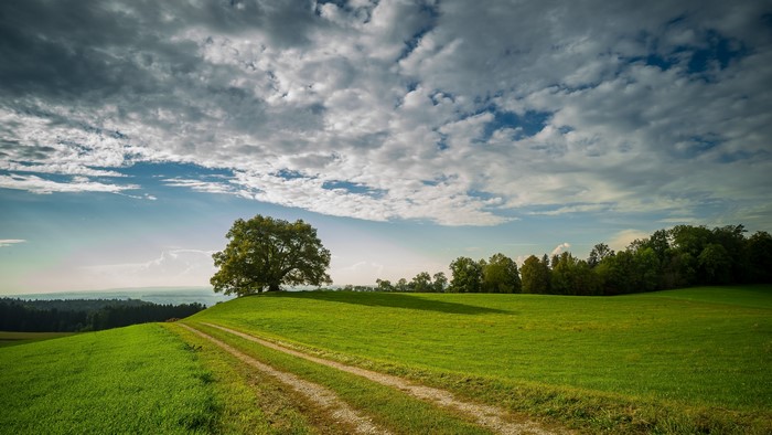 4K Nature Landscape with Tree and Clouds